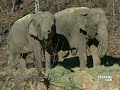 Elephant and dog, best friends. http://www.youtube.com/watch?v=59v3PmKp-5Y