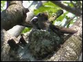 Beija-flores filhotes (Hummingbird babies)