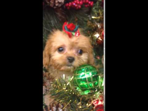 Lady is so sweet loves to give kisses