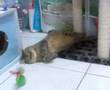 Apple Garfield : kitten pushs a ball