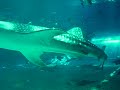 Okinawa Churaumi Aquarium (Japan) Okinawa Churaumi Aquarium (Japan)