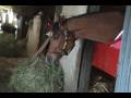 Euroglide- Thoroughbred Racehorse Euroglide- Thoroughbred Racehorse