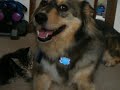 Baby Merlin & Spunky.MOV