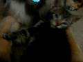 videos de Baby Merlin & Spunky.MOV