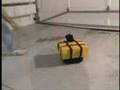 Crazy Ass Cat