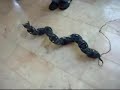 3D Snake Robot