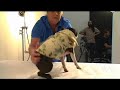WSJ Magazine: A Photo Op for Dogs WSJ Magazine: A Photo Op for Dogs