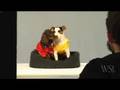 WSJ Magazine: A Photo Op for Dogs