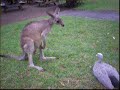 boxing-kangaroo.html