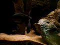 Paretroplus maculatus pre-spawning Paretroplus maculatus pre-spawning