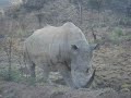 Safari in Pilanesberg