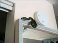 Snake-Eats-Rat-Astro