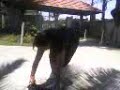 Thamy Marques Baliza -ensaio Alvamar