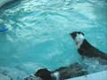 A website for kids to understand everything about dogs, guinea pigs and pets in general.  Let your kids have some fun and learn at the same time.  go to http://www.hotdiggiedeedog.com   For grownups, http://www.TheDogLiberator.com, includes facts, and special stories, and a blog for your comments.Ann Saucer's Border Collies have their own private pool party after a day of herding! Join Dakota, Boo and Jenna in their game of Marco Polo - Border Collie Style.  I wish my kids would play this good together!
