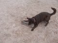 Rudy VS. Log