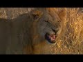 Lion can only sniff the action Lion can only sniff the action