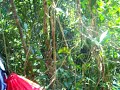 A View Down from the Canopy in Jamaica