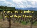 Palma Africana, violencia, desplazamientos y resistencia