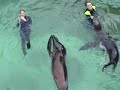 Swimming with Sealions Swimming with Sealions