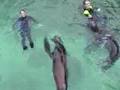 Swimming with Sealions