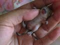 Baby Kokoa Baby Kokoa