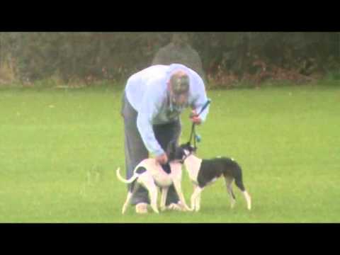how to train whippets