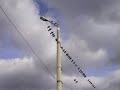 lärm macht taub