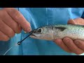 RTR Tip Live baiting with a J hook
