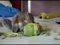 sammys-first-artichoke.html