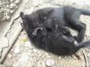 lutas de felinos filhotes