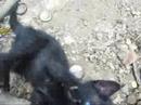 lutas de felinos filhotes