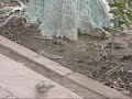 Chipmunks at the Taj Mahal