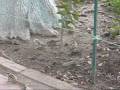 videos de Chipmunks at the Taj Mahal