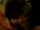 Robbie the Killah gunea pig! Robbie the Killah gunea pig!