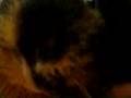 Robbie the Killah gunea pig!