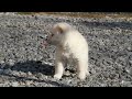 柴犬子犬白柴雌552.11.2.12.6 柴犬.net