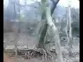 Travesía por el bosque, parte 1 Travesía por el bosque, parte 1