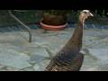 Temptation of a Wild Turkey Hen100 1477