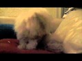 Maltipom