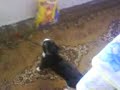 IL GATTONE DI PAPA DRILLO