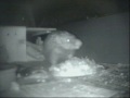 chrissie scratching