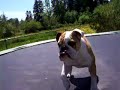 Jiggs the Bulldog - Jumping on Trampoline 2