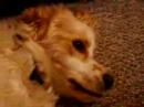 Very Cute Dog Named Rawley