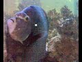 Loop fish Loop fish