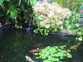 My Koi pond August 2007 #3