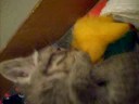Mavis the Kitten