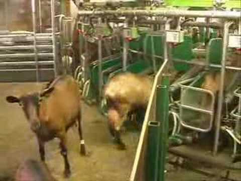 sheep milk
