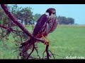 Friedrich Klára -Szakács Gábor: Attila ifjúsága.Rováshimnusz Friedrich Klára -Szakács Gábor: Attila ifjúsága.Rováshimnusz