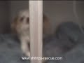 tiny shih tzu hit by car