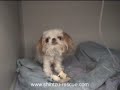 tiny shih tzu hit by car